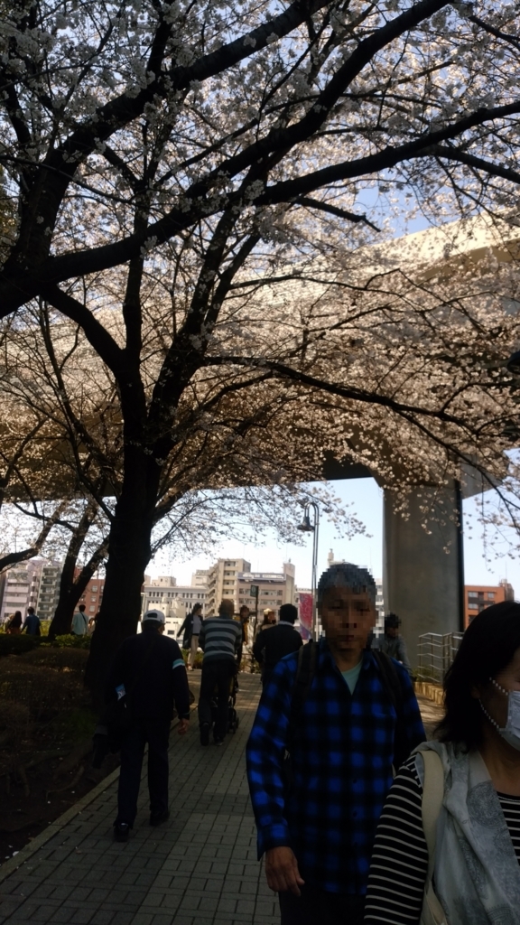 隅田川 お花見 桜