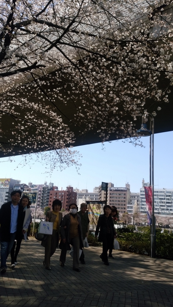 隅田川 お花見 桜