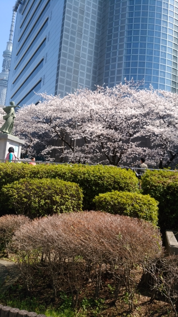 隅田川 お花見 桜