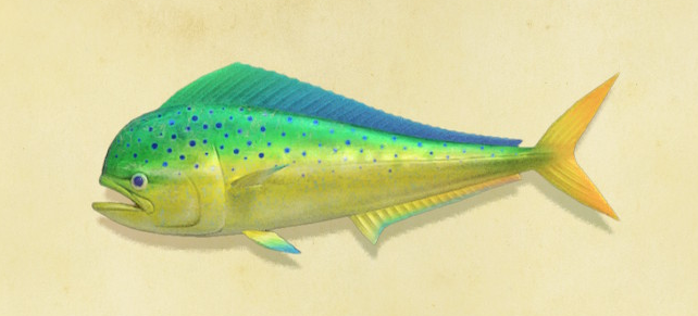 あつ森 売値が高い魚のまとめ ゲーマーときどきエンジニア あつ森 売値が高い魚のまとめ ゲーマーときどきエンジニア