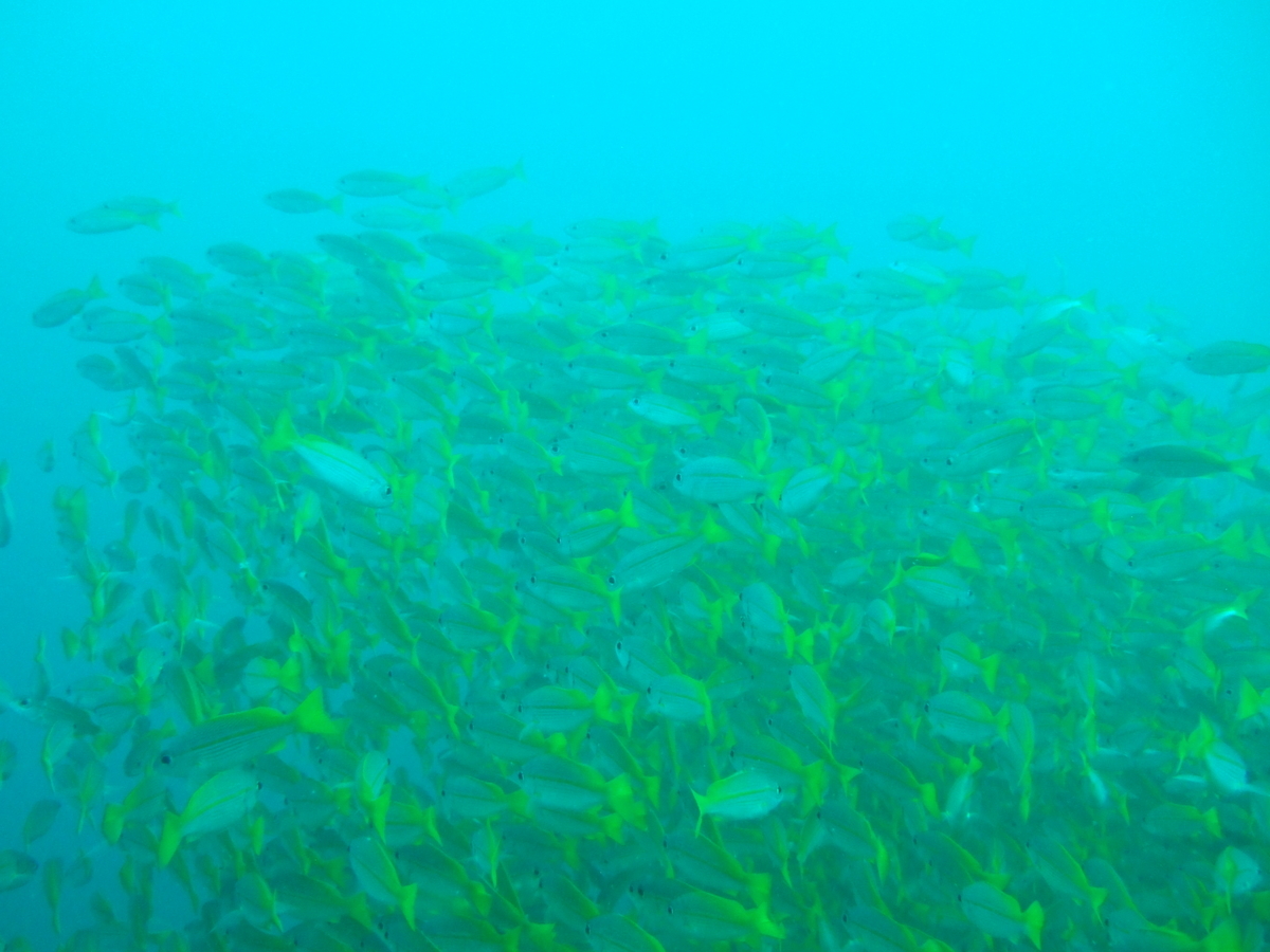 魚群