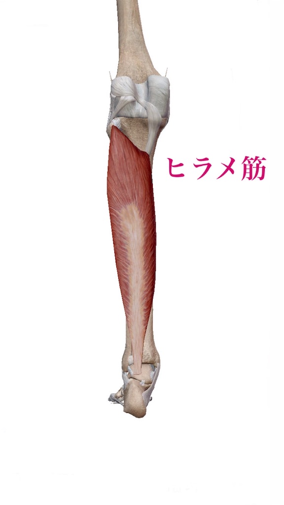 f:id:Taitokun:20200702200951j:image f:id:Taitokun:20200702200951j:image