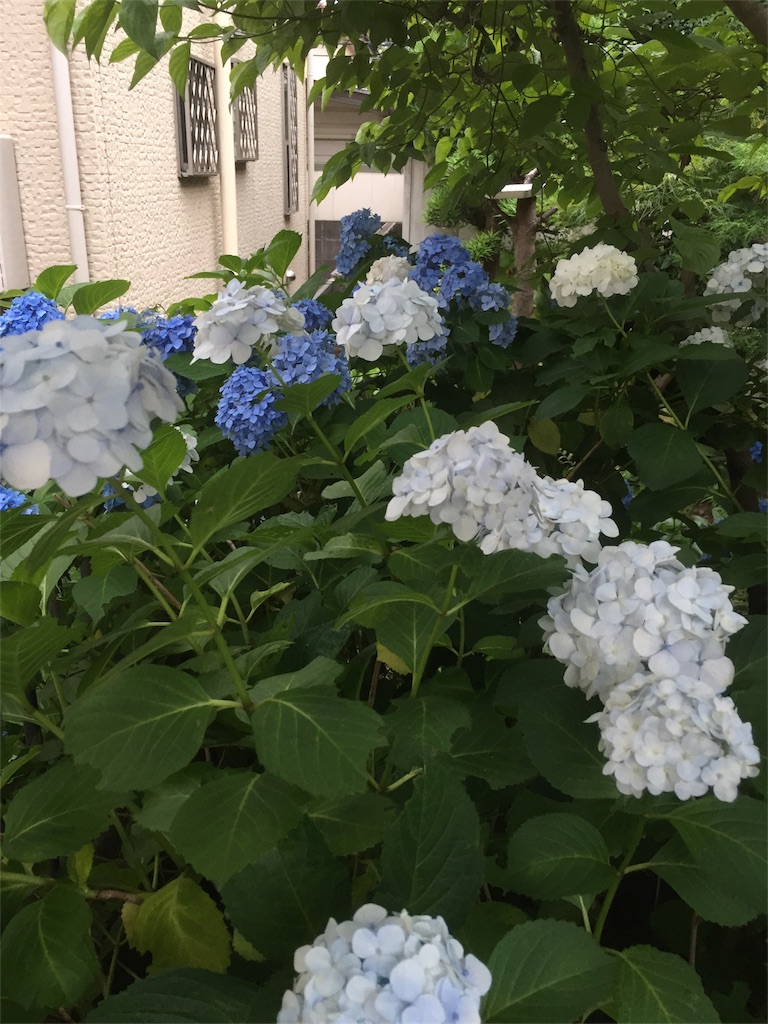 f:id:TakaBow_94:20170616220420j:image f:id:TakaBow_94:20170616220420j:image