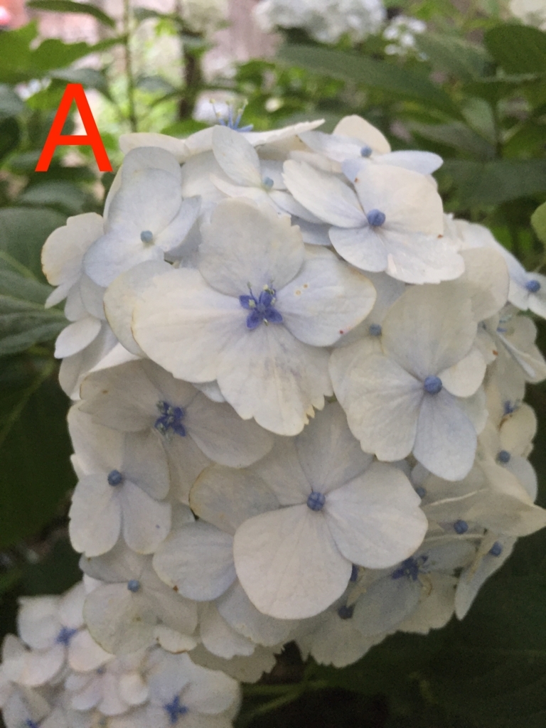 f:id:TakaBow_94:20170617022721j:plain f:id:TakaBow_94:20170617022721j:plain