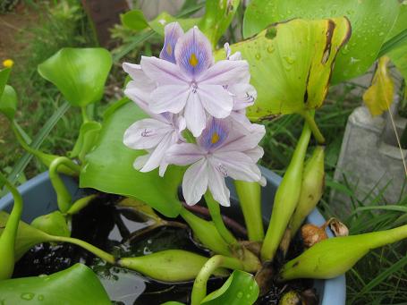 園芸 ホテイ草 布袋草 の 花が咲く 花と美術館と本の住人