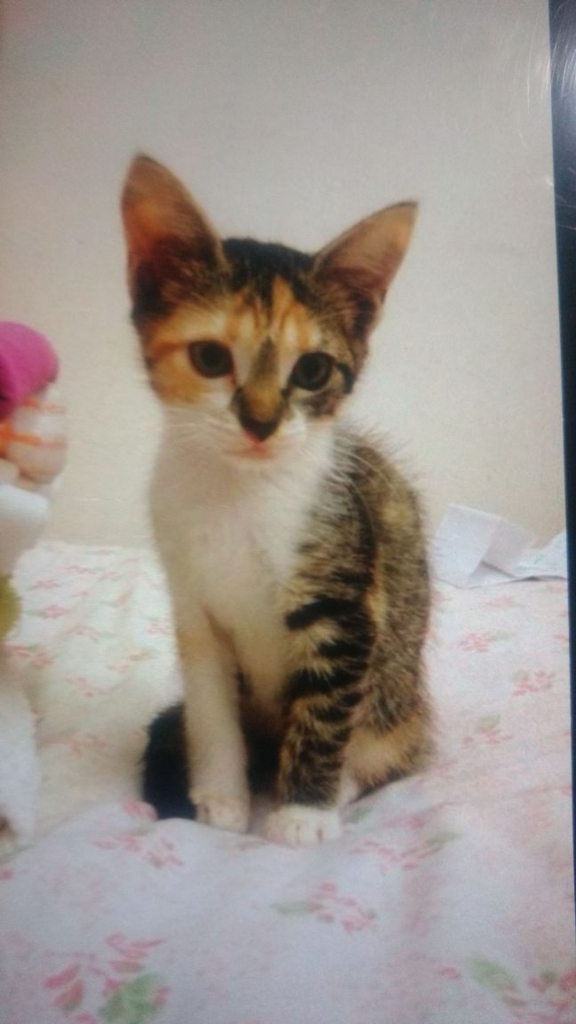 f:id:TakaTo:20180508121343j:plain f:id:TakaTo:20180508121343j:plain