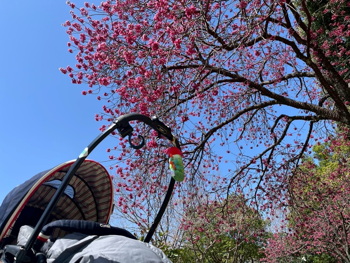 満開の桜の木とベビーカー