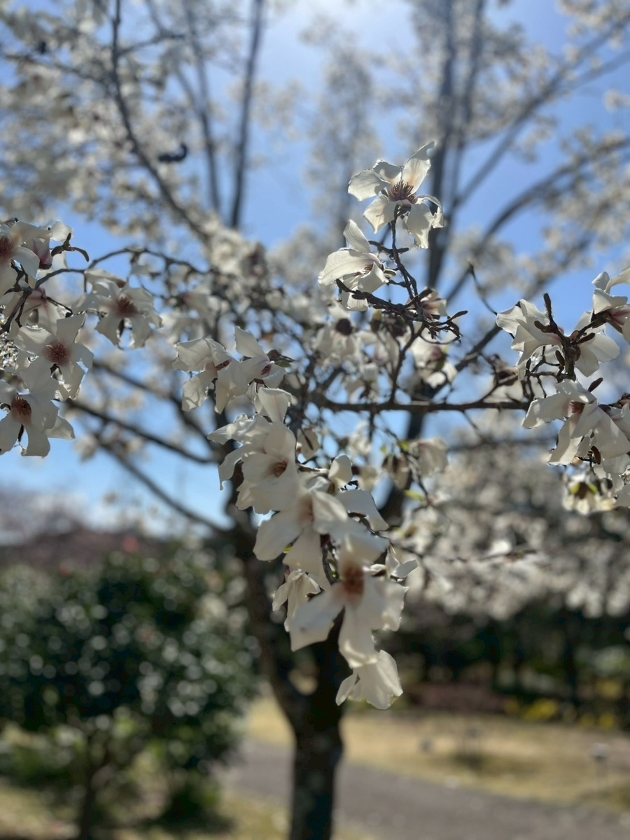 きれいに咲いているコブシの花