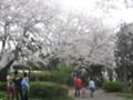 [近所の公園][お散歩]お花見家族