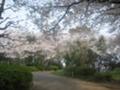 [近所の公園][お散歩]桜の道