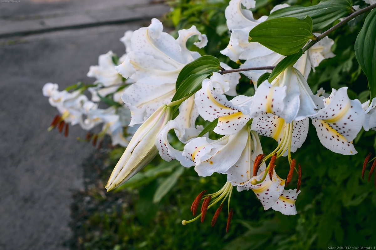 f:id:Take9_htn:20210801123532j:plain