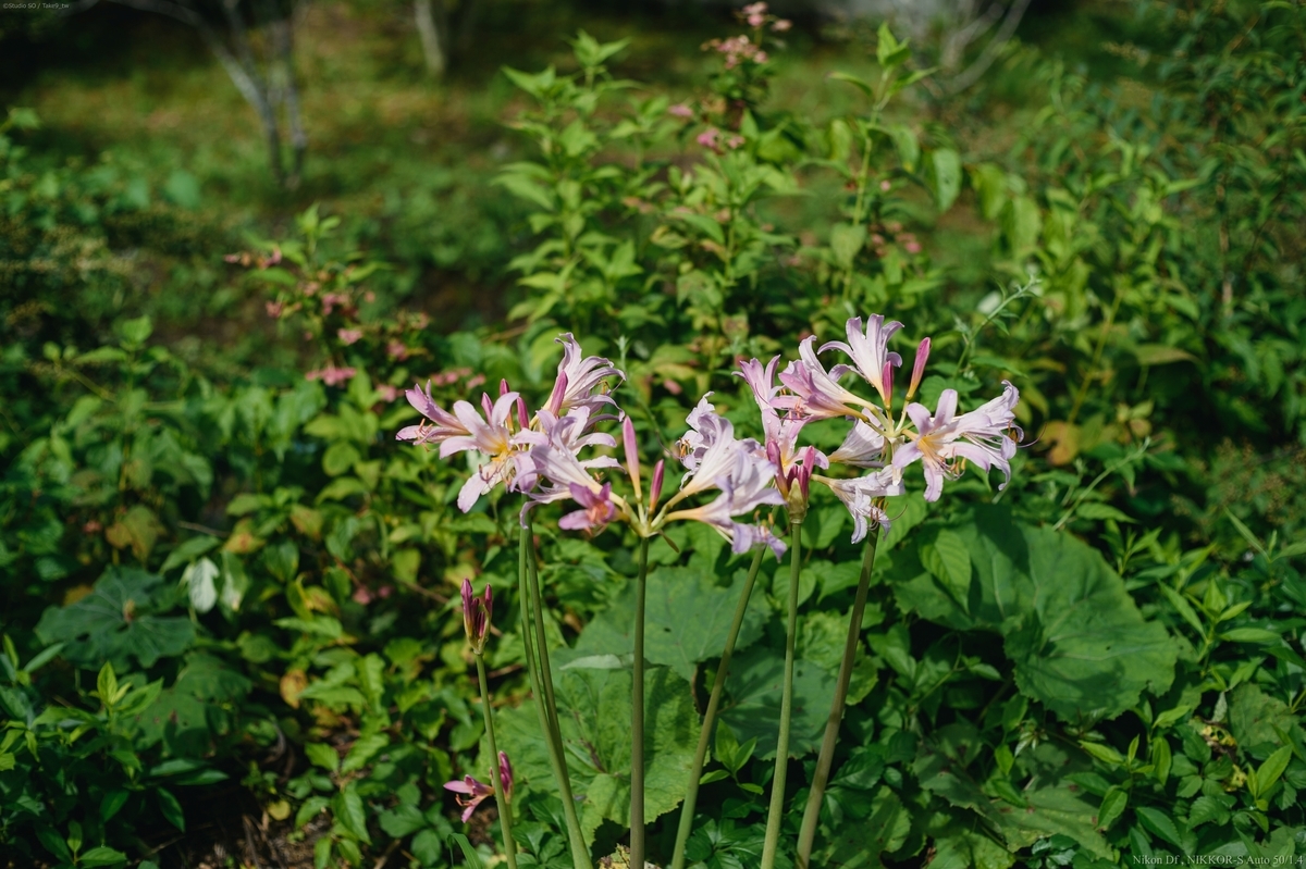 f:id:Take9_htn:20210818164454j:plain