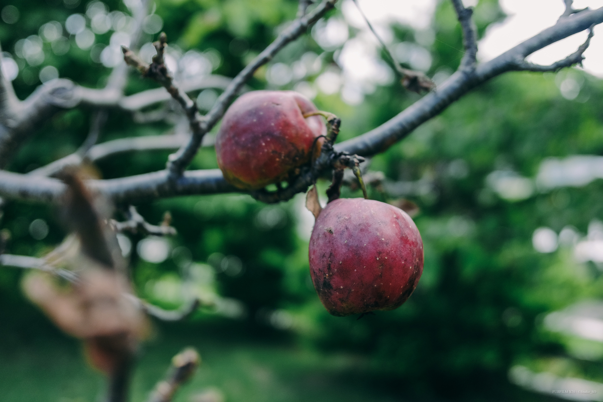 f:id:Take9_htn:20210905152233j:plain