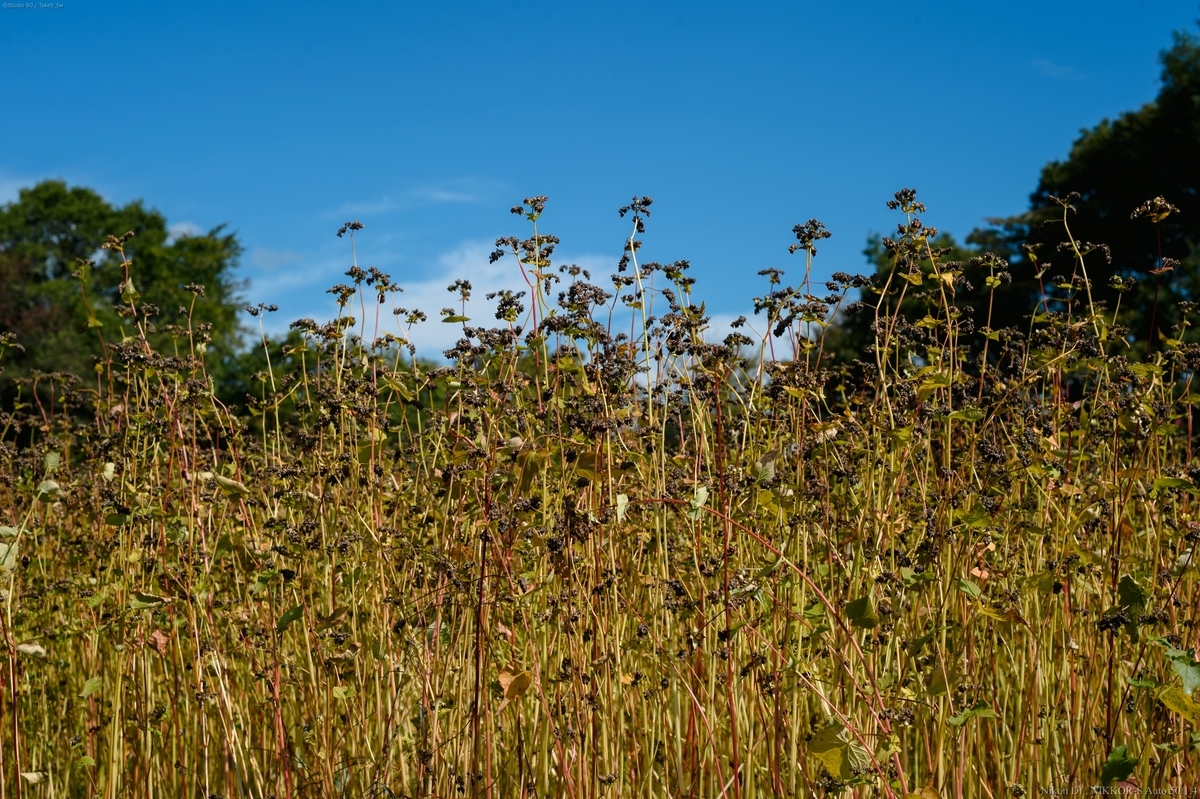 f:id:Take9_htn:20211008164525j:plain