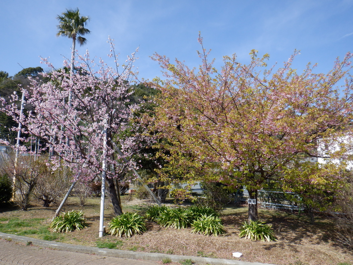 f:id:TakeNaoNeOk:20210301122023j:plain