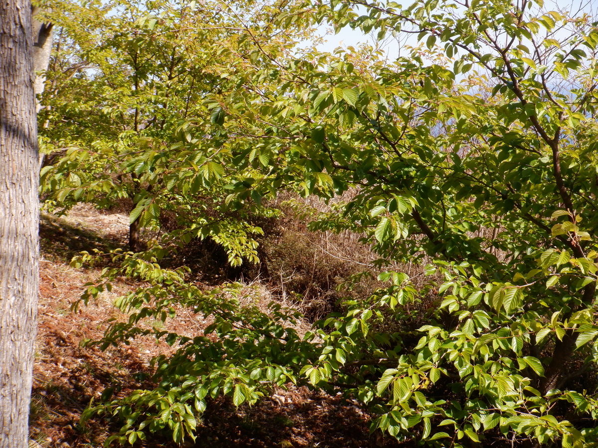 f:id:TakeNaoNeOk:20210301122444j:plain