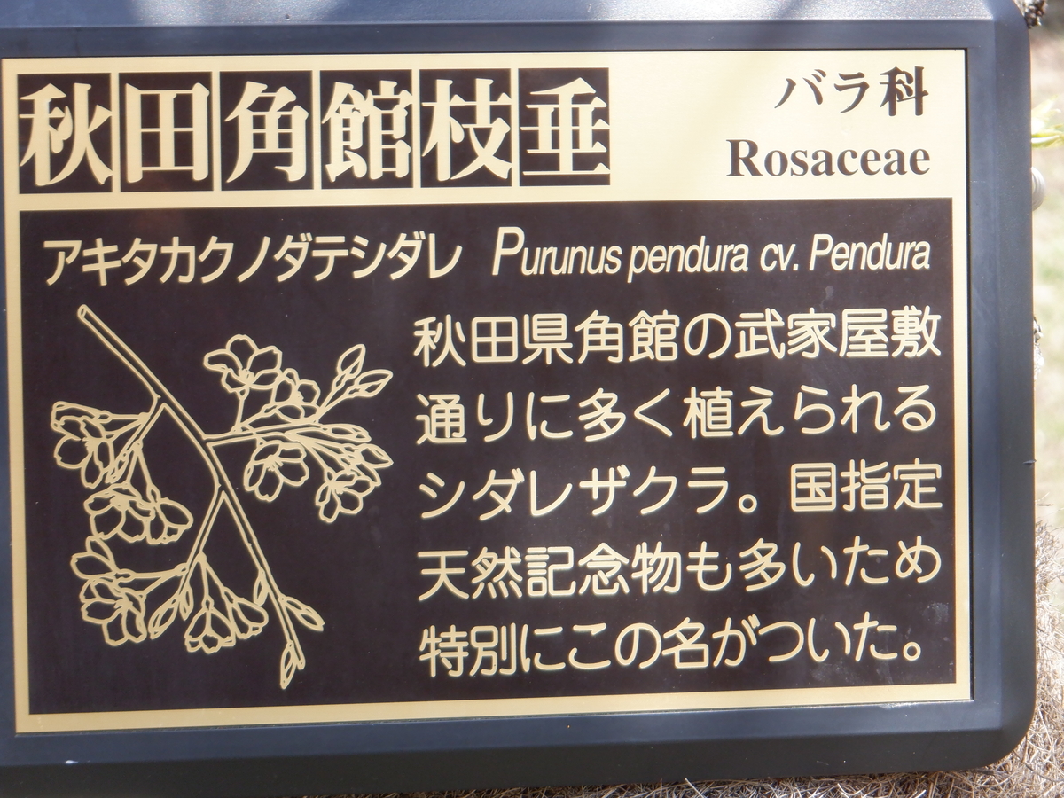 f:id:TakeNaoNeOk:20210326181606j:plain