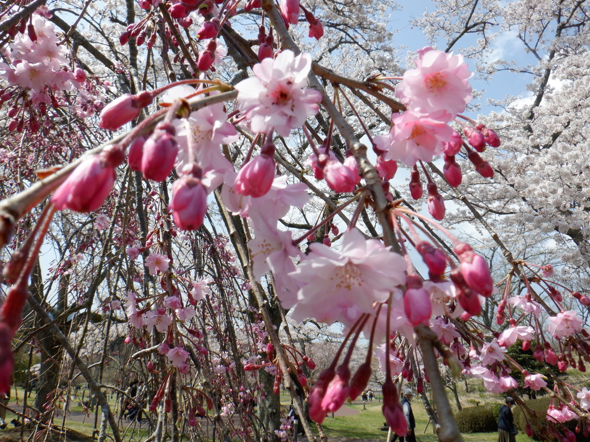 f:id:TakeNaoNeOk:20210326181650j:plain