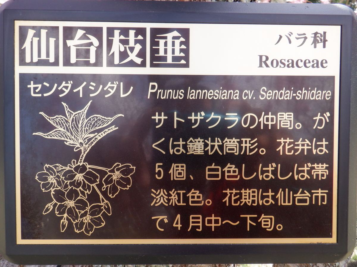 f:id:TakeNaoNeOk:20210326181722j:plain