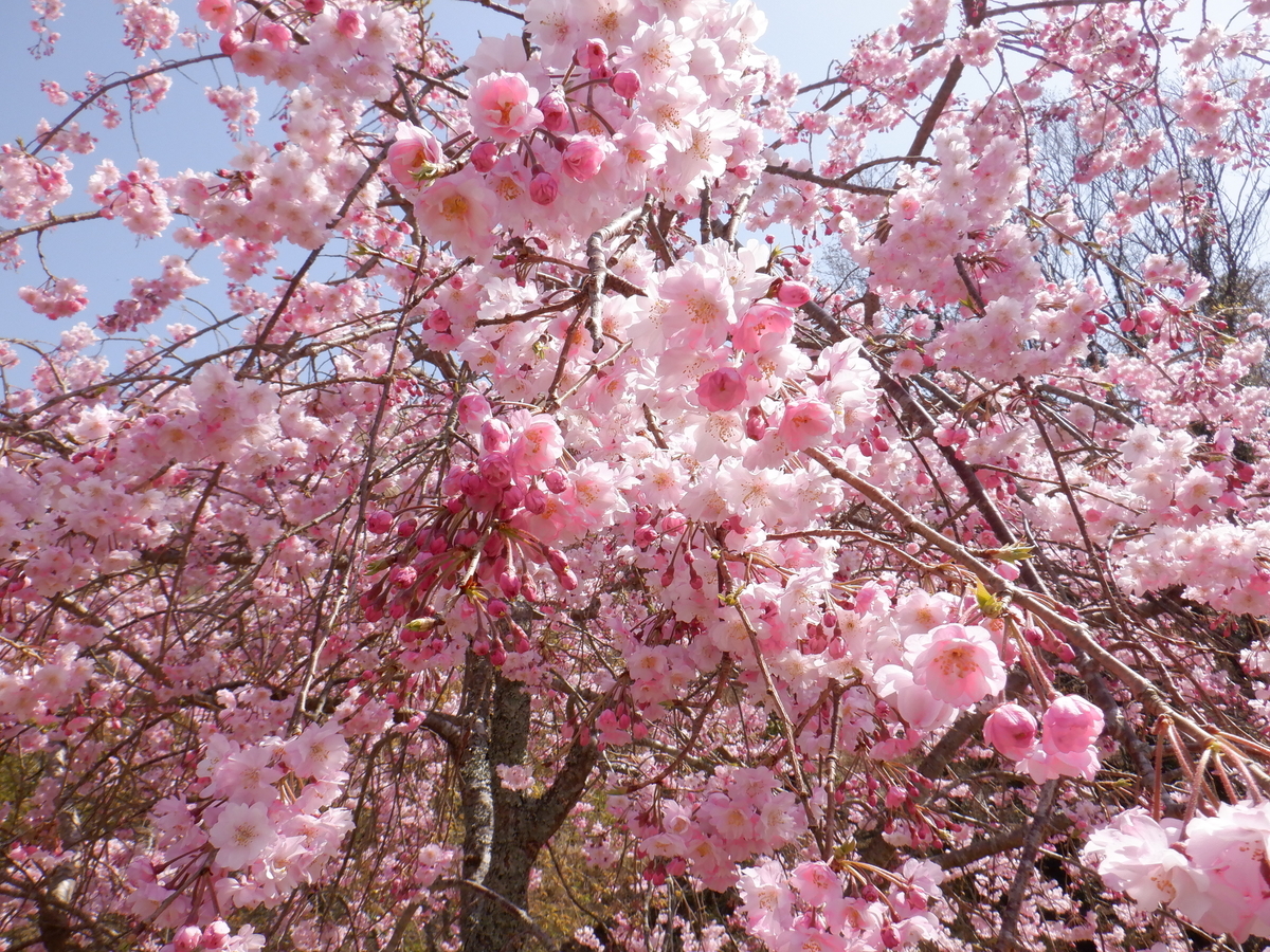 f:id:TakeNaoNeOk:20210326181754j:plain