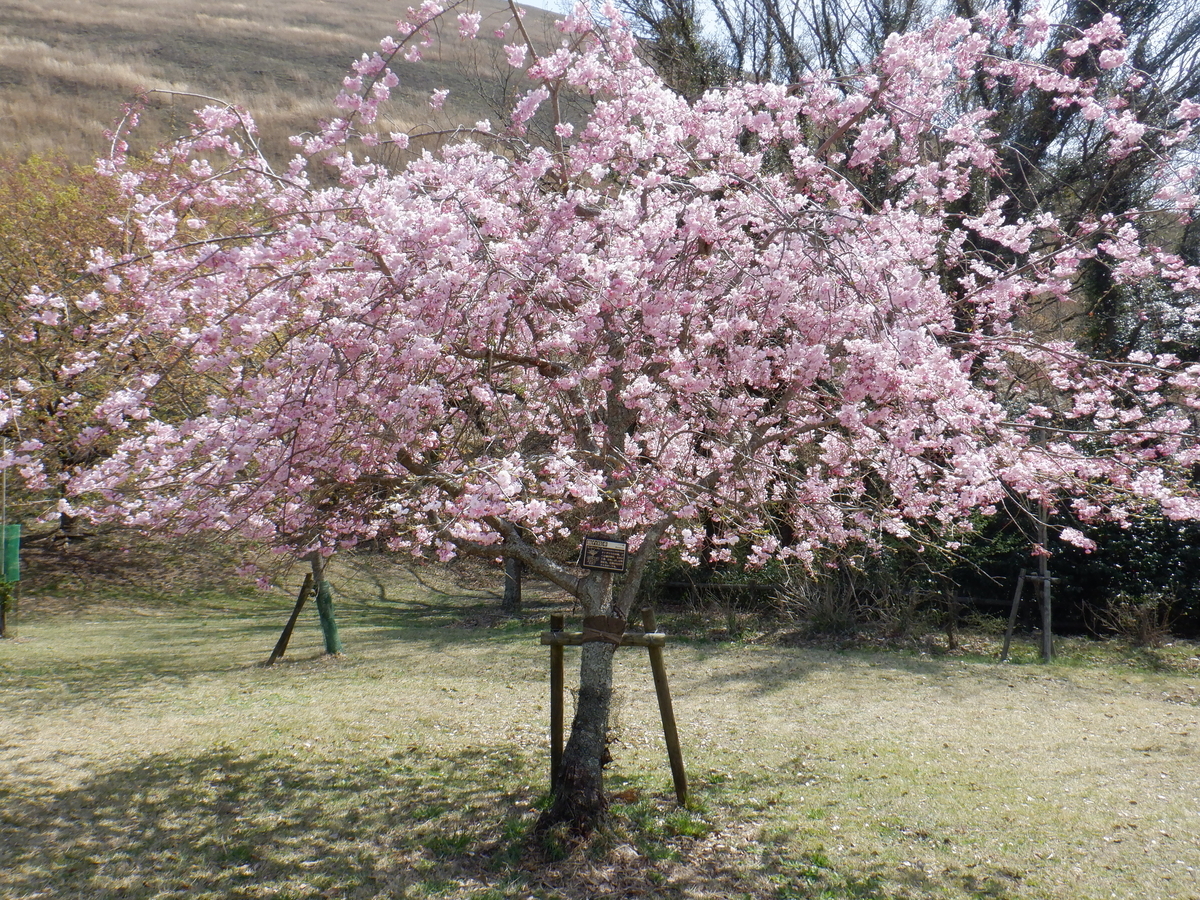 f:id:TakeNaoNeOk:20210326181838j:plain