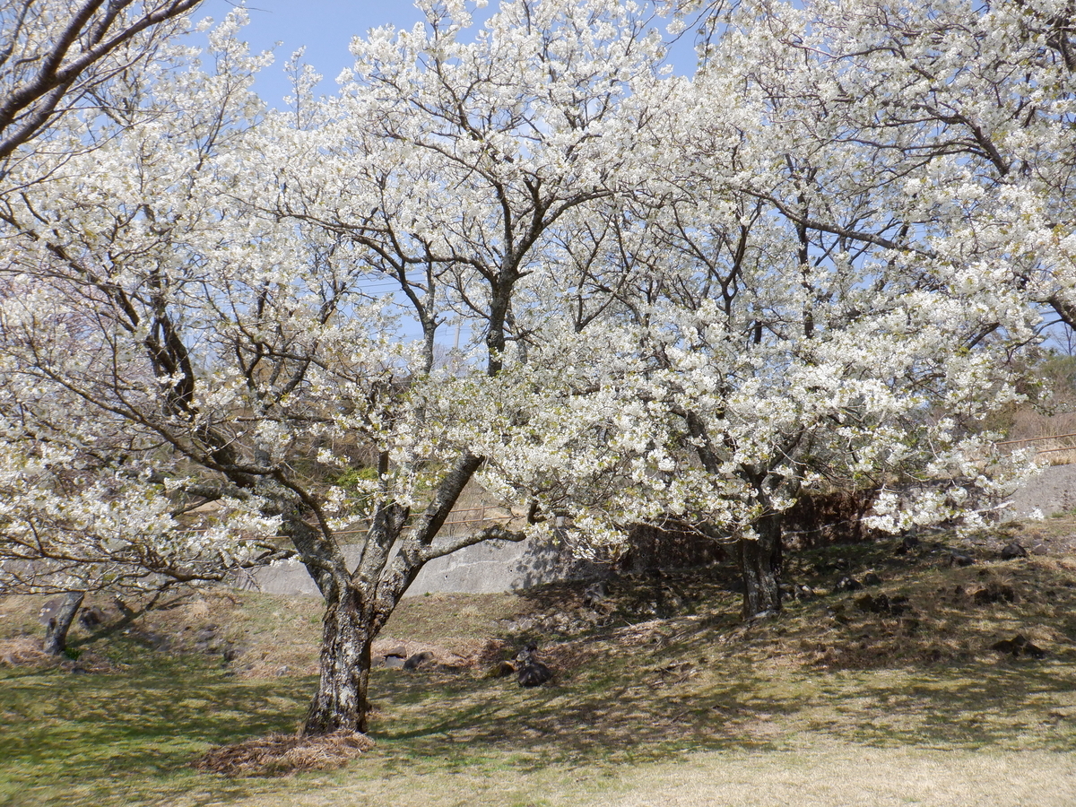 f:id:TakeNaoNeOk:20210326181946j:plain