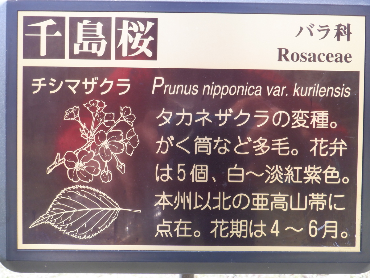 f:id:TakeNaoNeOk:20210326182022j:plain