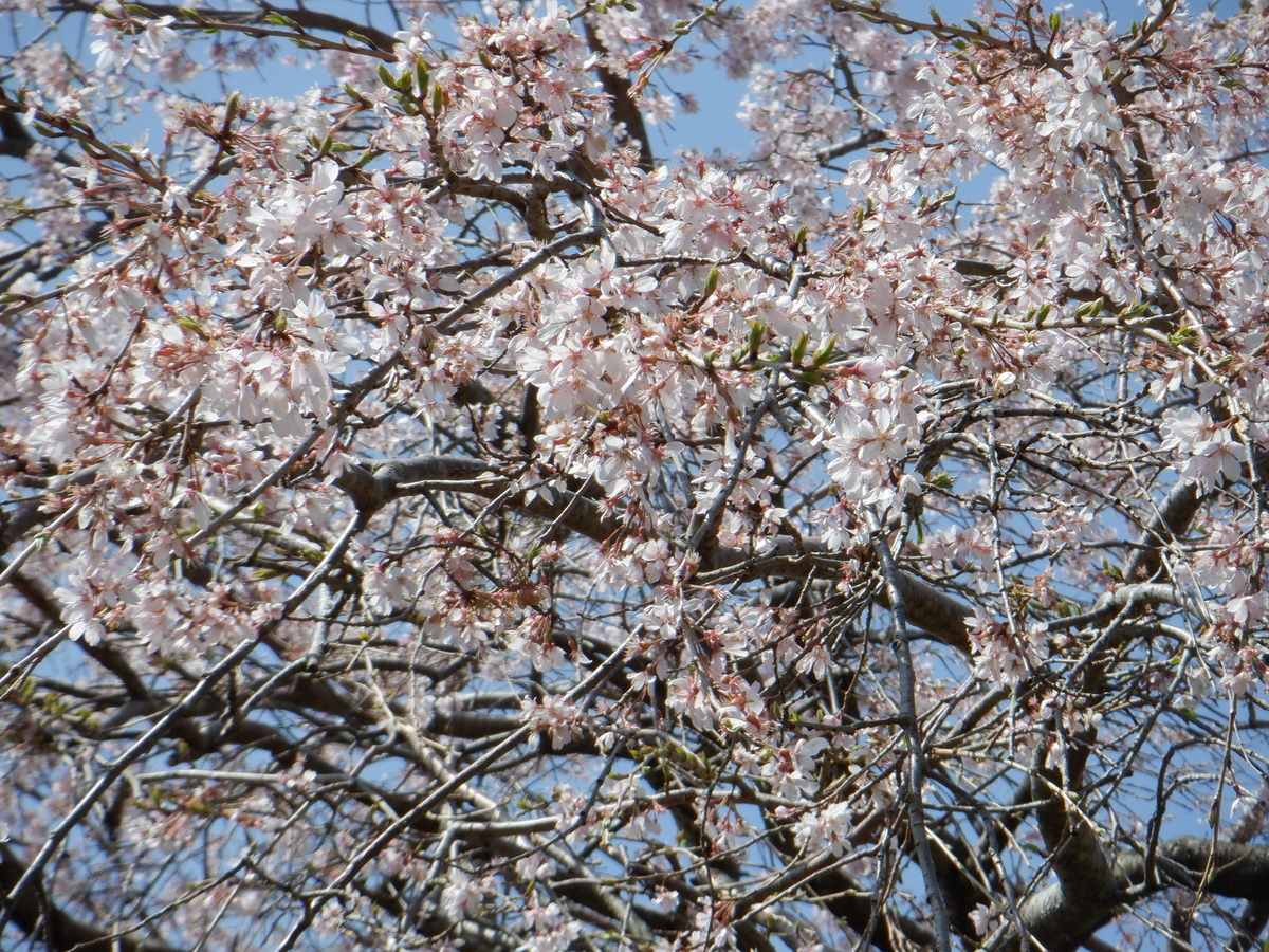 f:id:TakeNaoNeOk:20210326182058j:plain