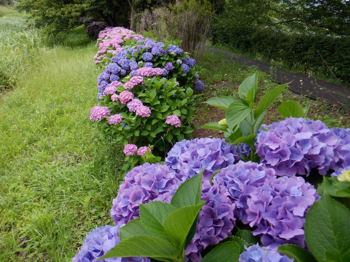 f:id:TakeNaoNeOk:20210613134558j:plain