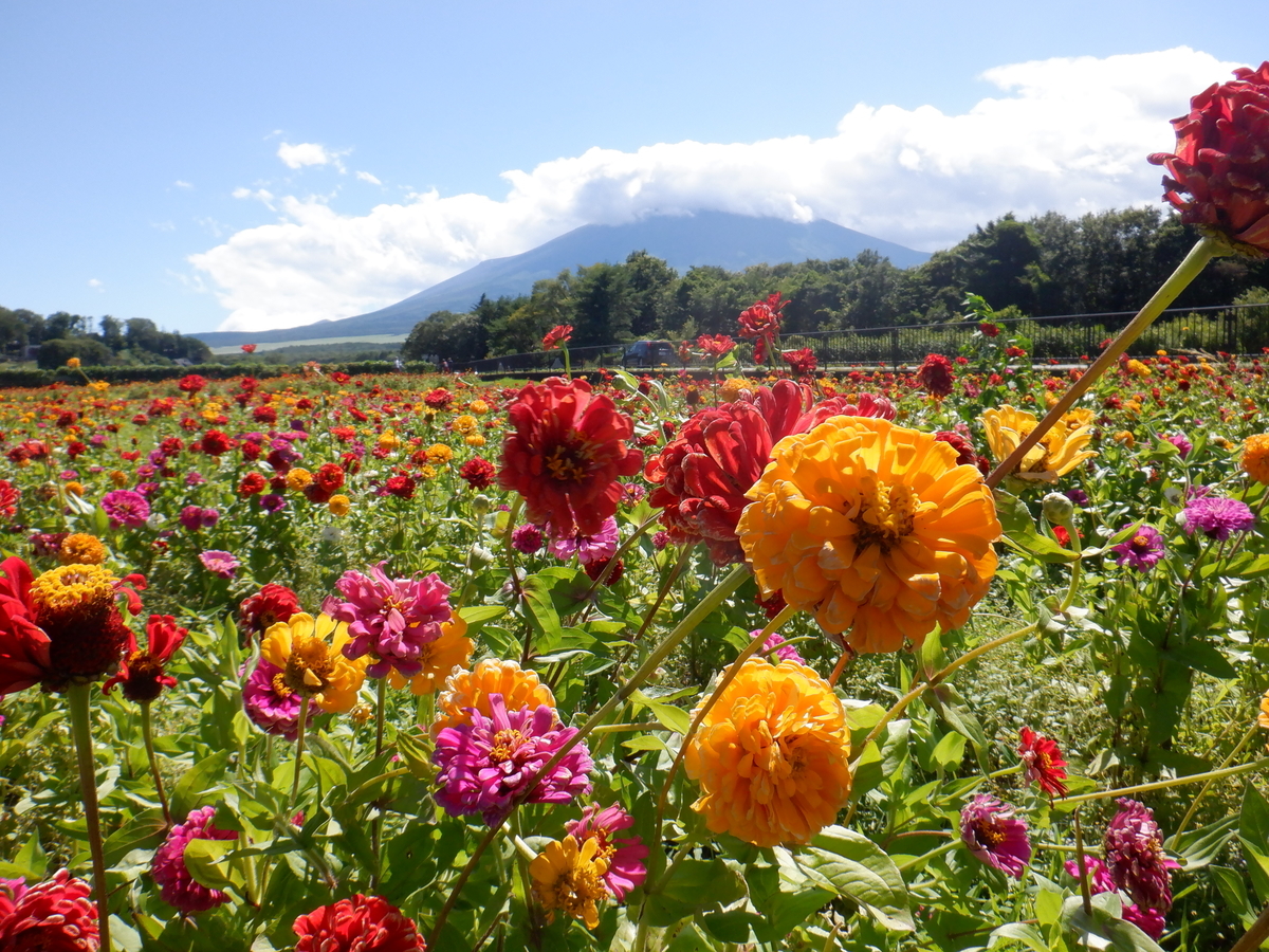 f:id:TakeNaoNeOk:20210810182232j:plain