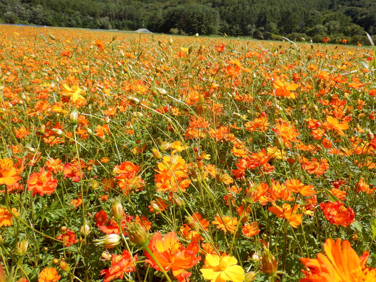 f:id:TakeNaoNeOk:20210810182345j:plain