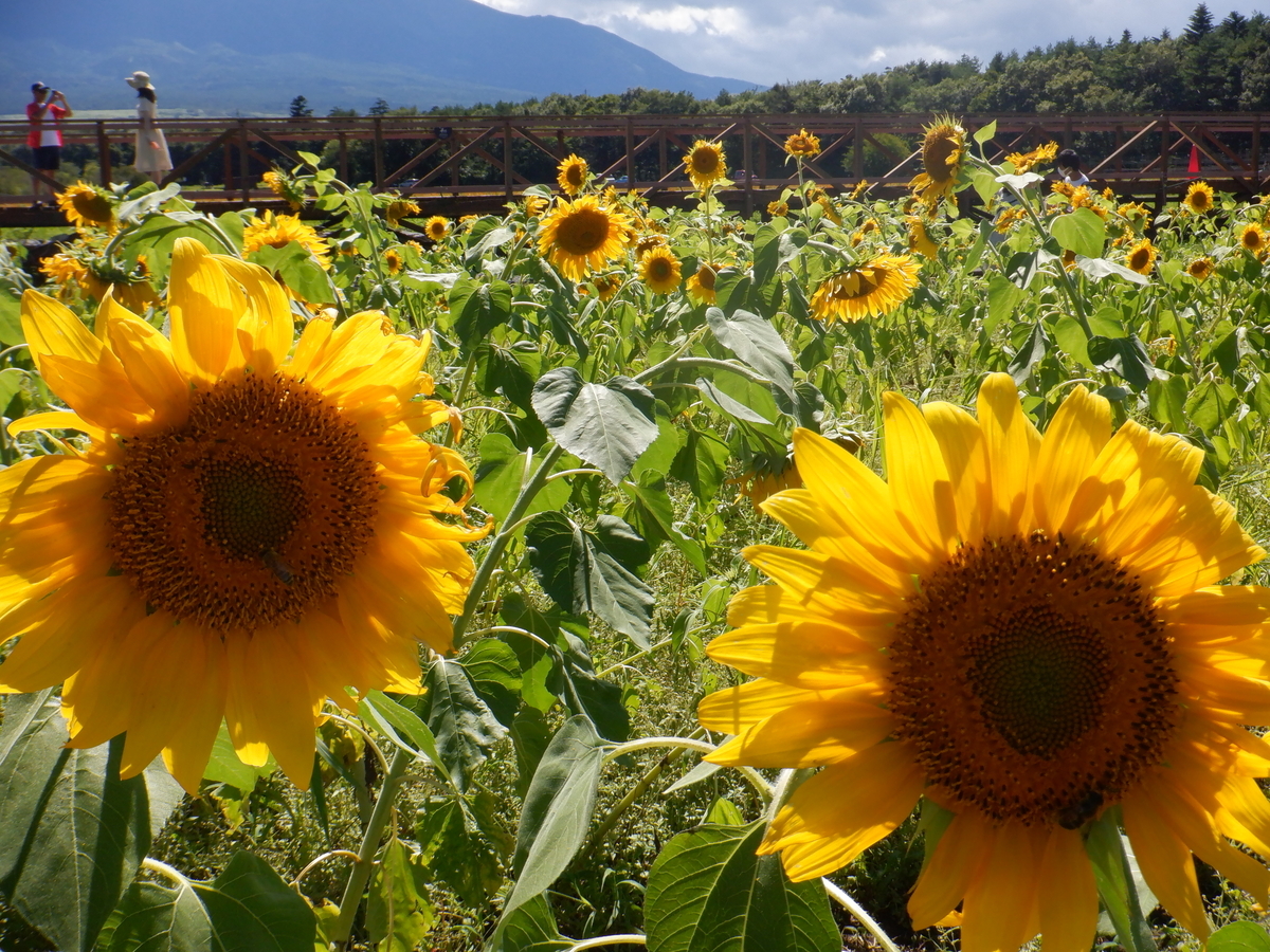 f:id:TakeNaoNeOk:20210810182609j:plain