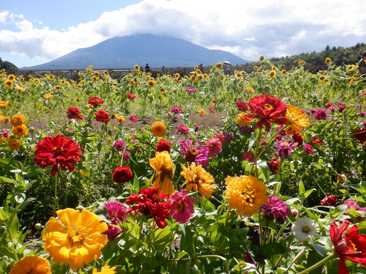 f:id:TakeNaoNeOk:20210810182642j:plain