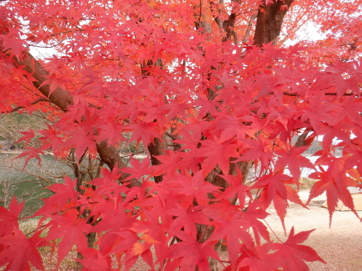 f:id:TakeNaoNeOk:20211206133738j:plain