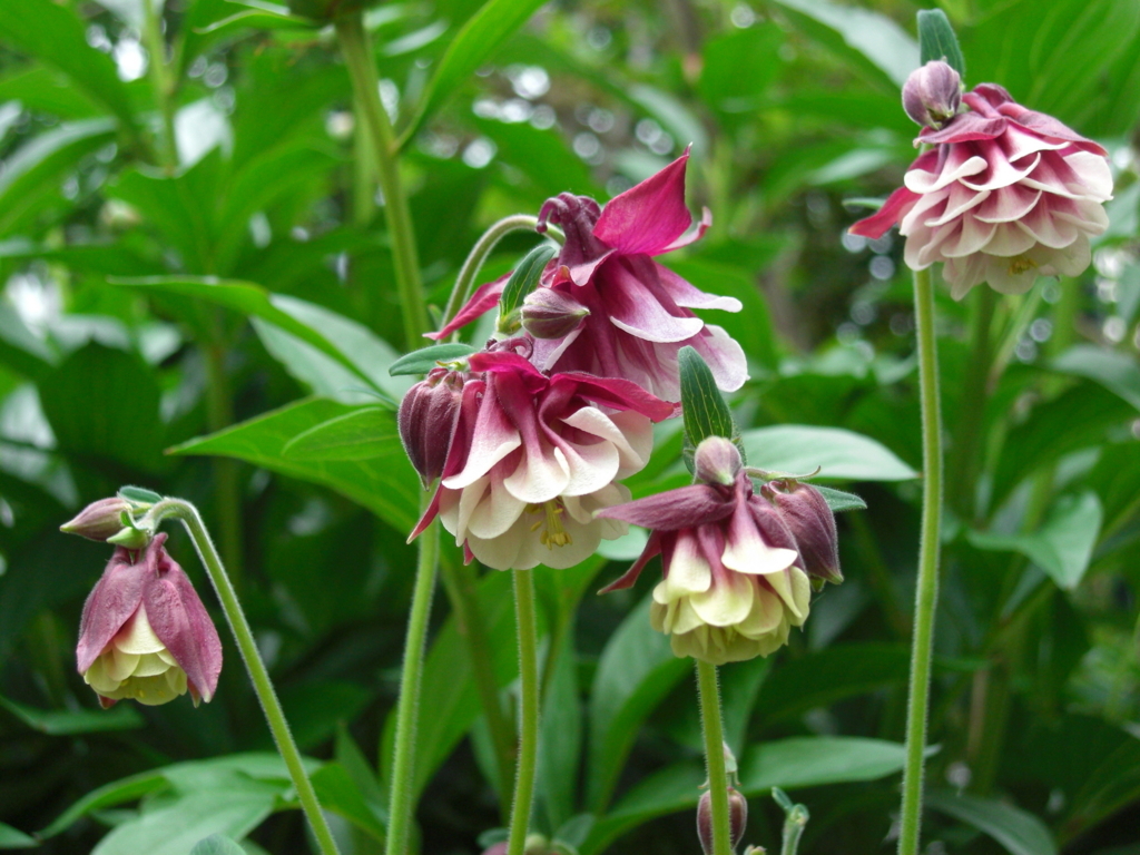 f:id:Takijun:20180516204316j:plain f:id:Takijun:20180516204316j:plain