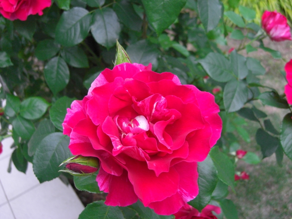 本日最終終了 新品未使用➠➠高級品 赤⑦個薔薇➠➠➠　上質レッキスカメリアファー 秘密の薔薇の園 】 クライマックス！ - Jun's スタイル