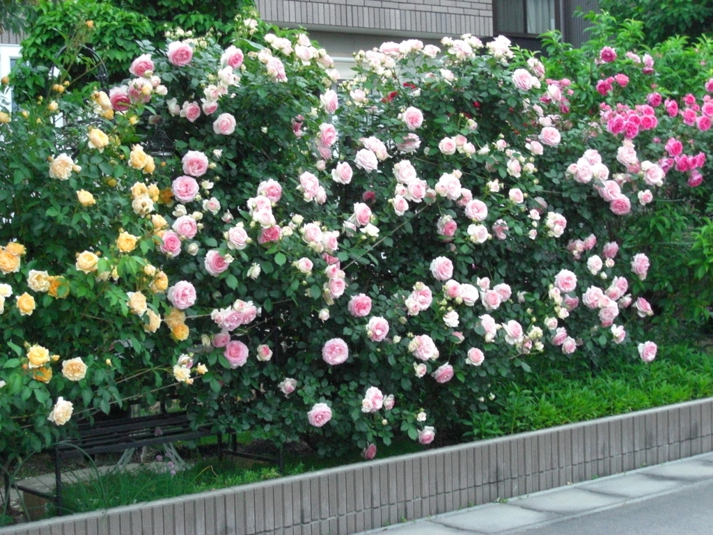 本日最終終了 新品未使用➠➠高級品 赤⑦個薔薇➠➠➠　上質レッキスカメリアファー 秘密の薔薇の園 】 クライマックス！ - Jun's スタイル