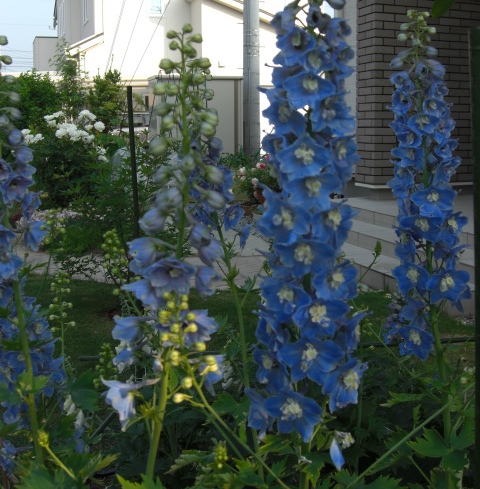 f:id:Takijun:20180616200235j:plain