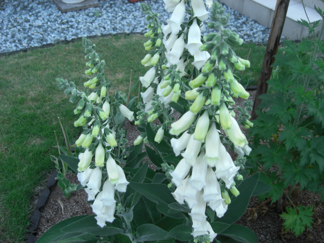 f:id:Takijun:20180702211321j:plain f:id:Takijun:20180702211321j:plain