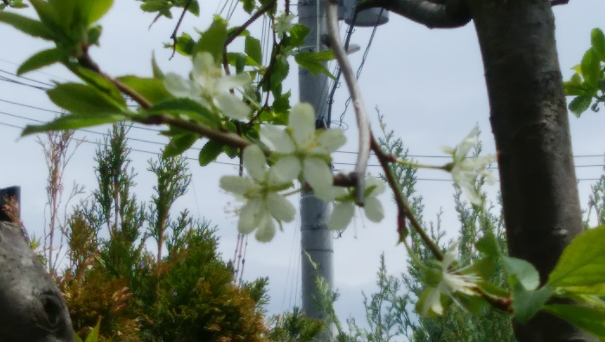 f:id:Takijun:20210426085950j:plain