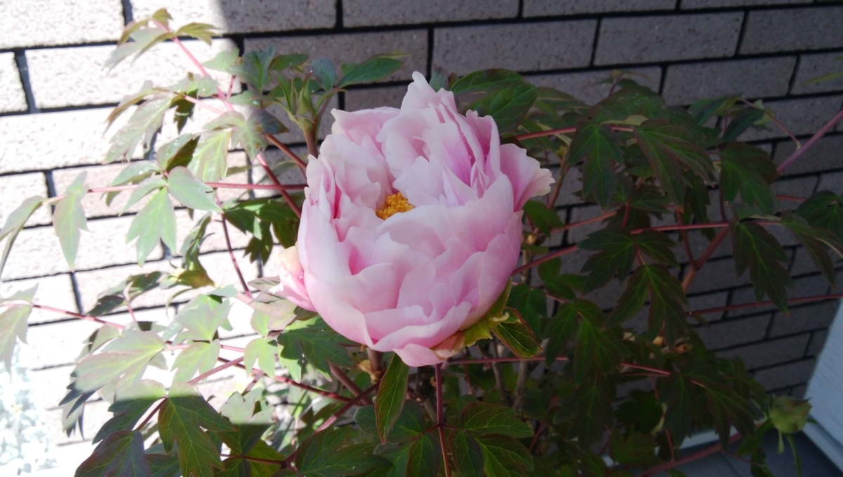 f:id:Takijun:20210426094334j:plain