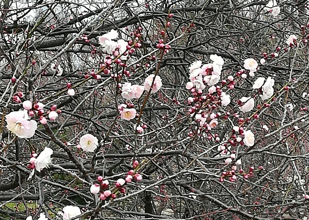 f:id:Takonosuke:20190223080507j:plain f:id:Takonosuke:20190223080507j:plain