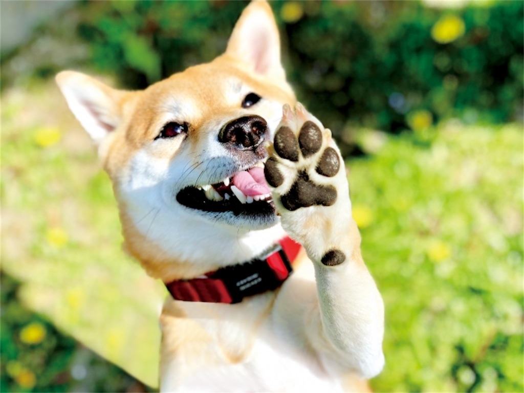 f:id:Taku39:20210507170047j:image f:id:Taku39:20210507170047j:image
