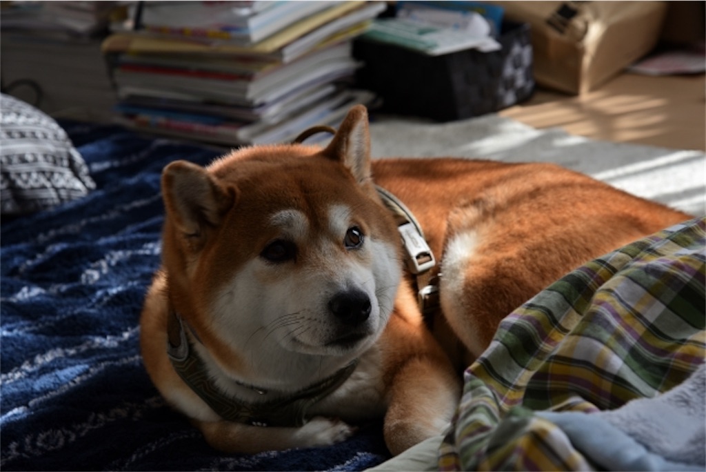 f:id:Taku39:20210523003751j:image f:id:Taku39:20210523003751j:image