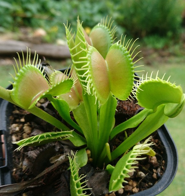 才蔵　ハエトリソウ ハエトリソウ '24#' 2号(1ポット) | チャーム