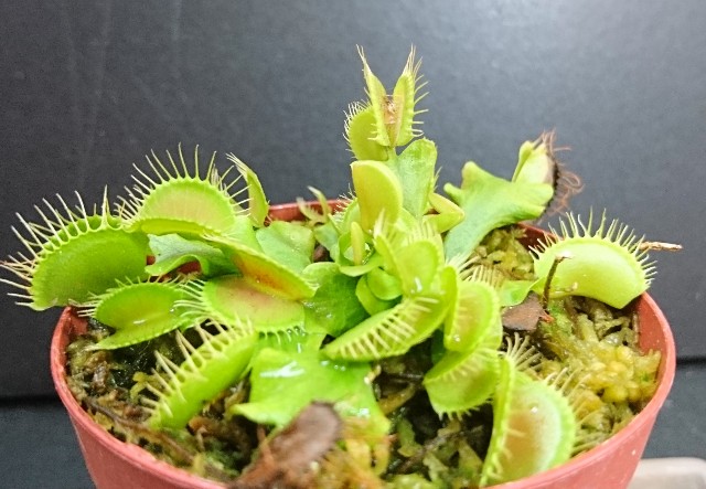 Dionaea 'Phalanx' - MAD GRDEN'S LAB ～Takuchamanのゆっくり食虫植物～
