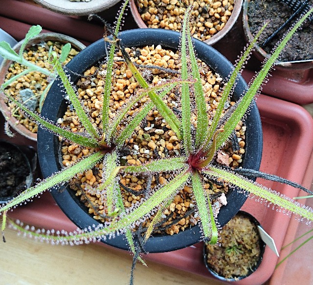 Drosera regia - MAD GRDEN'S LAB ～Takuchamanのゆっくり食虫植物～