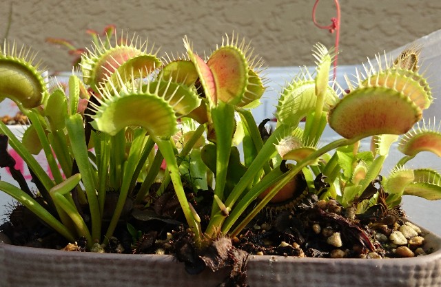 ハエトリソウ エレクタタイプ ゆっくり食虫植物 タクチャガーデン Takucha S Garden ハエトリソウ エレクタタイプ ゆっくり食虫植物 タクチャガーデン Takucha S Garden