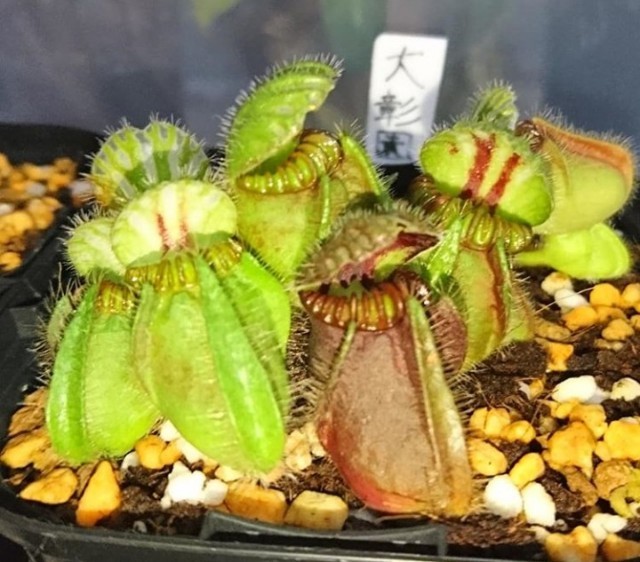 セファロタス '大彰園' - MAD GRDEN'S LAB ～Takuchamanのゆっくり食虫