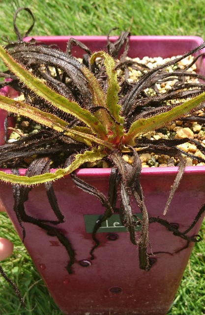 Drosera regia、調子が悪いときは… - MAD GRDEN'S LAB ～Takuchamanの